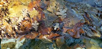 Fall Trips Fall Trips